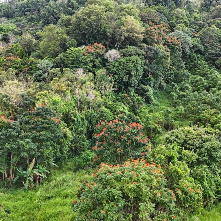 Manati Bo Rio Arriba Poniente en Peñuelas - Imagen 1