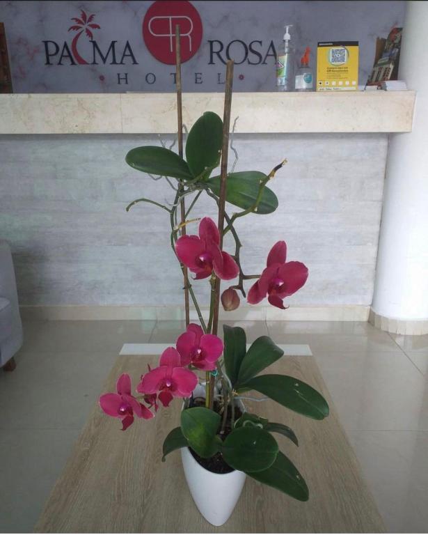 Hotel Palma Rosa en Colombia - Imagen 1