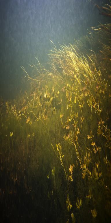 Movement [Kori] - Zones of Immanence - Cathy Carter in Waitakere - Image 1