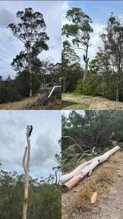 Only Trees - your local tree services in Gold Coast - Image 2