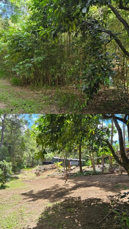 Only Trees - your local tree services in Gold Coast - Image 5