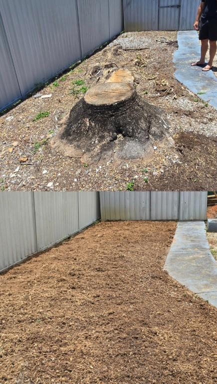 Only Trees - your local tree services in Gold Coast - Image 4