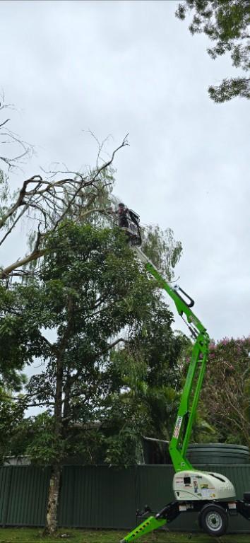 Only Trees - your local tree services in Gold Coast - Image 6