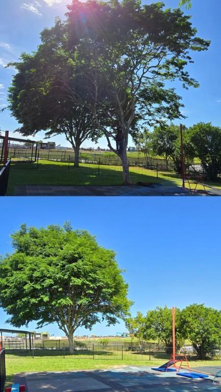 Only Trees - your local tree services in Gold Coast - Image 3