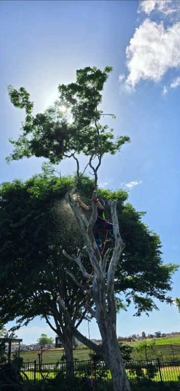 Only Trees - your local tree services in Gold Coast - Image 7