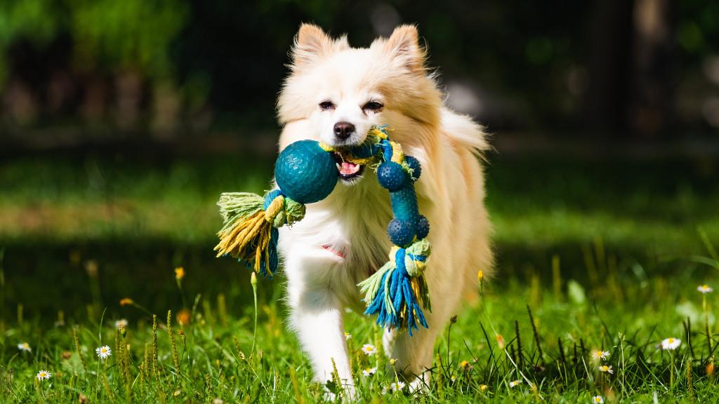 Dog Boarding in Gurugram for Safe and Routine-Based Stay in Gurgaon - Image 1
