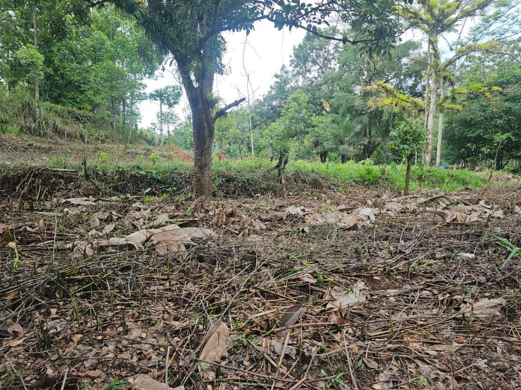 SE VENDE BELLÍSIMA FINCA EN BIJAGUAL, TURRUBARES. en Desamparados - Imagen 3