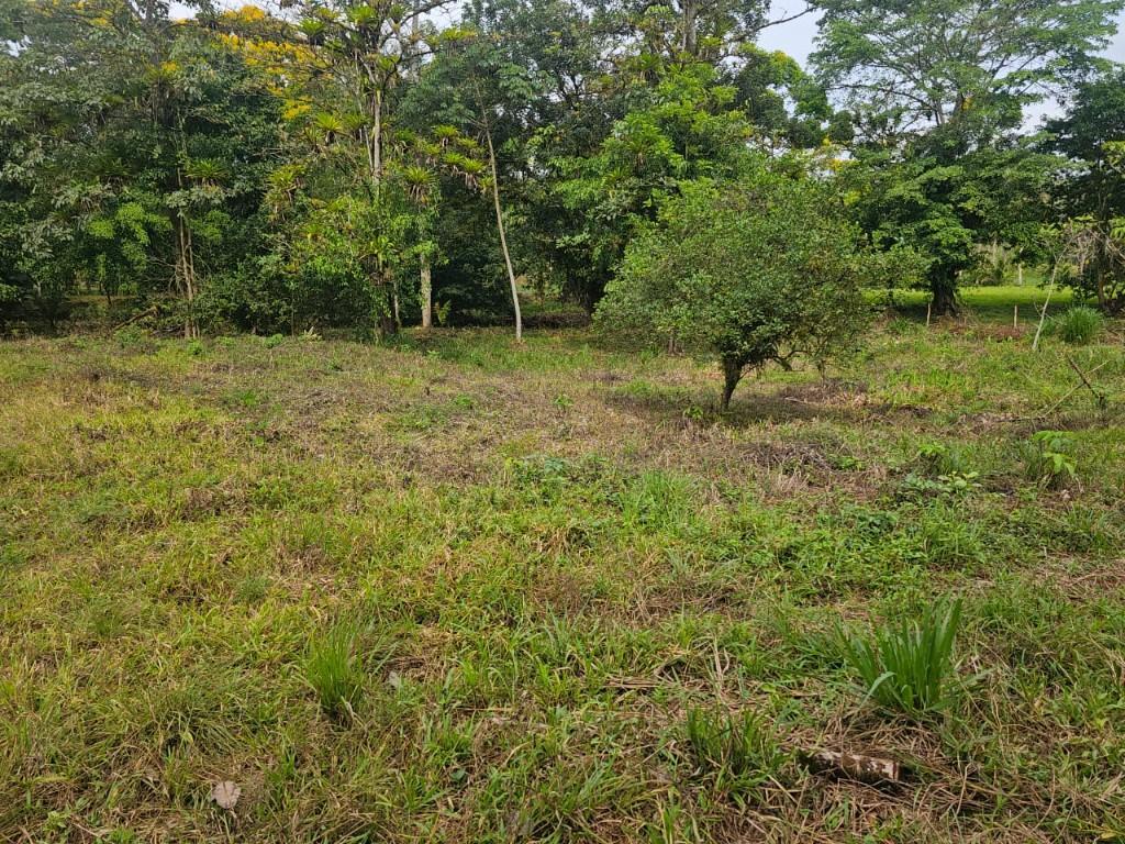 SE VENDE BELLÍSIMA FINCA EN BIJAGUAL, TURRUBARES. en Desamparados - Imagen 4