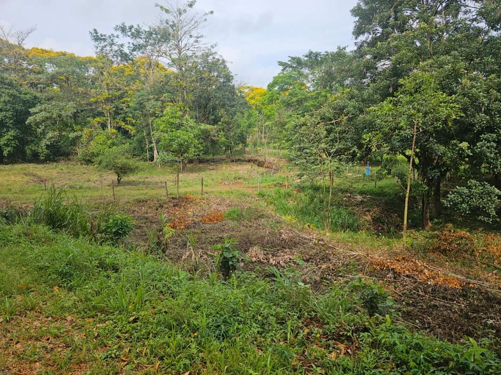 SE VENDE BELLÍSIMA FINCA EN BIJAGUAL, TURRUBARES. en Desamparados - Imagen 7