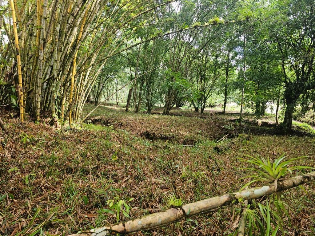 SE VENDE BELLÍSIMA FINCA EN BIJAGUAL, TURRUBARES. en Desamparados - Imagen 5