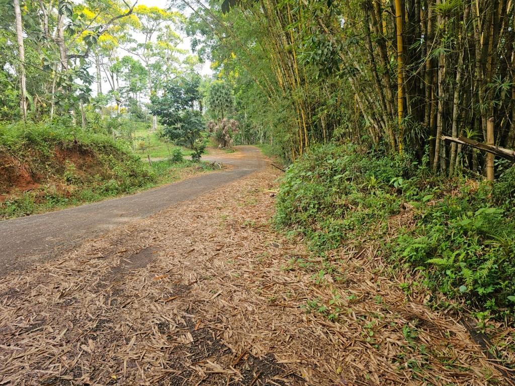 SE VENDE BELLÍSIMA FINCA EN BIJAGUAL, TURRUBARES. en Desamparados - Imagen 8