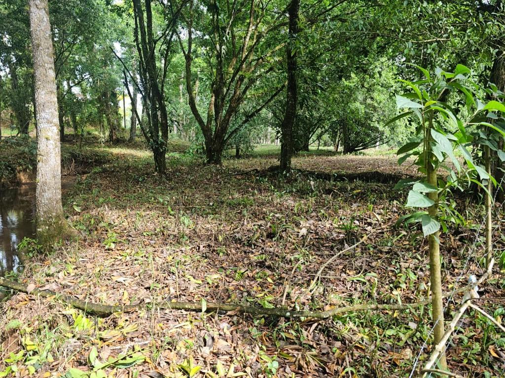 SE VENDE BELLÍSIMA FINCA EN BIJAGUAL, TURRUBARES. en Desamparados - Imagen 10