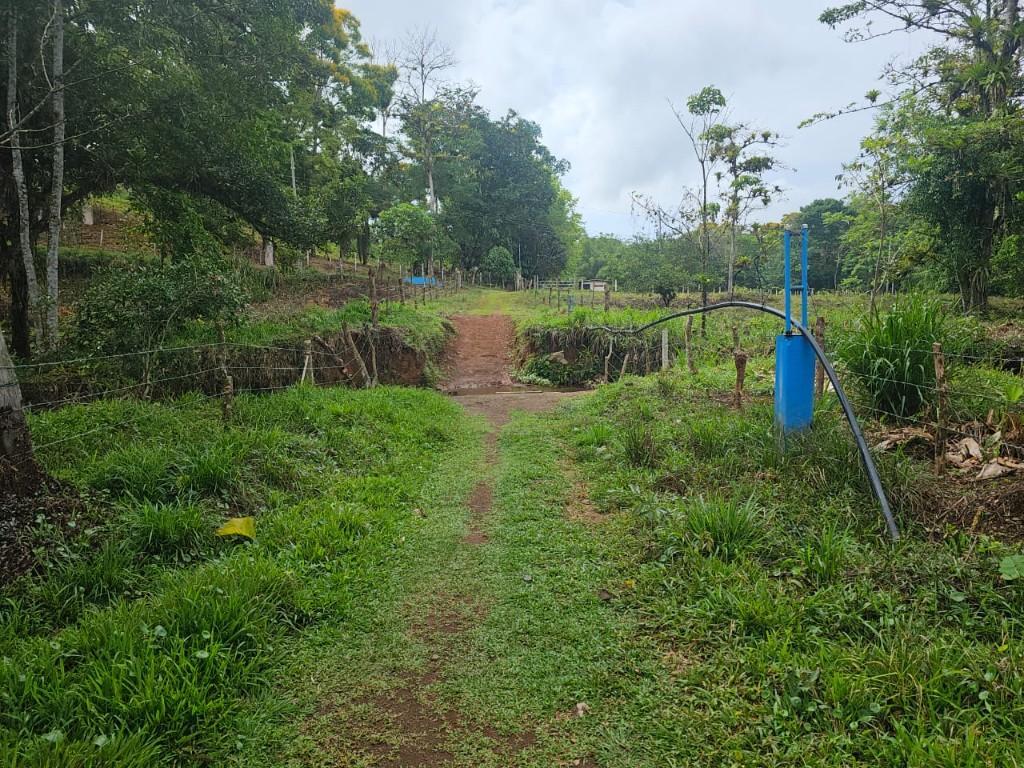 SE VENDE BELLÍSIMA FINCA EN BIJAGUAL, TURRUBARES. en Desamparados - Imagen 12