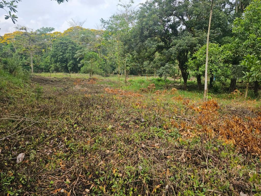 SE VENDE BELLÍSIMA FINCA EN BIJAGUAL, TURRUBARES. en Desamparados - Imagen 14