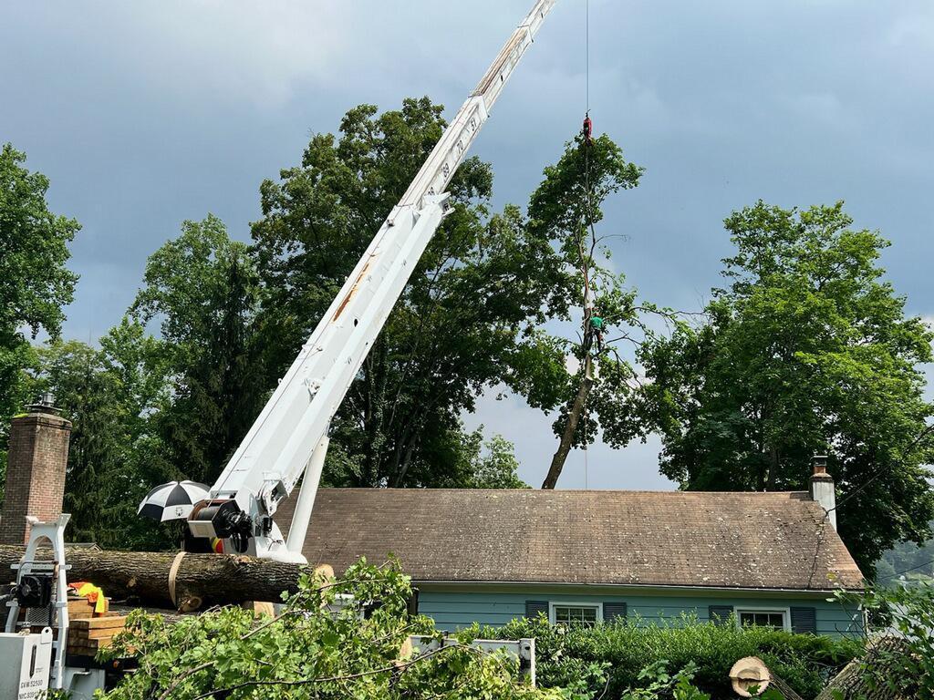 Tree One Experts in Dover, NJ 07801 in Plainfield - Image 3