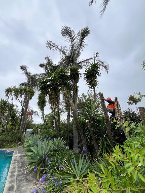 Max Tree Services Ltd. Free quote in North Shore - Image 2