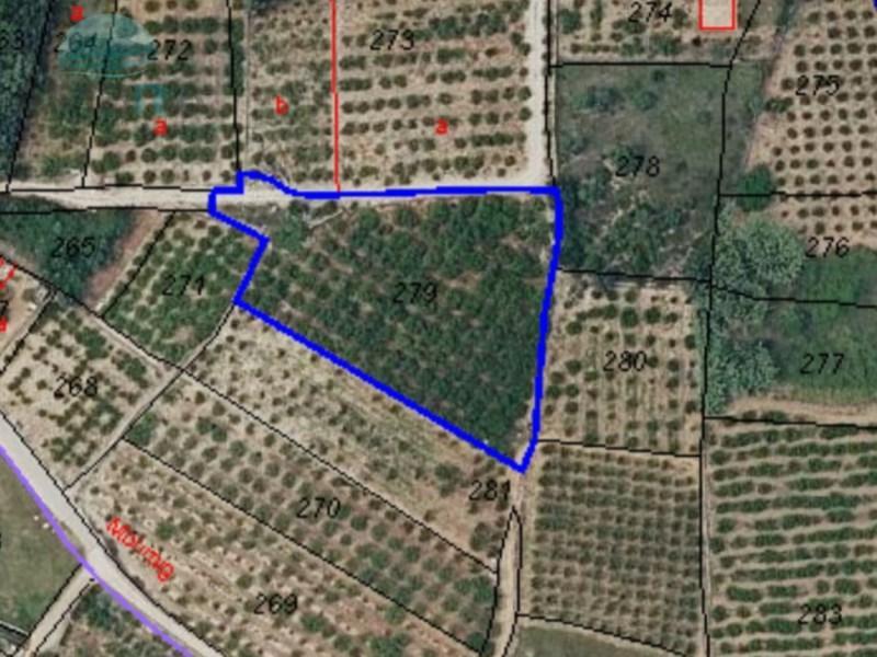 TERRENO RUSTICO EN SAGRA en Oliva - Imagen 1