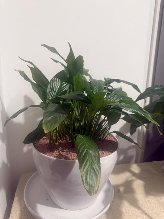Boho Luxe Peace Lily in Designer Pot – Indoor Statement Plant Dé in Sydney - Image 3