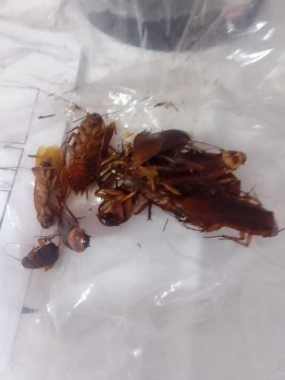 Fumigaciones y Control de Plagas LIBERTY en Ecatepec - Imagen 5