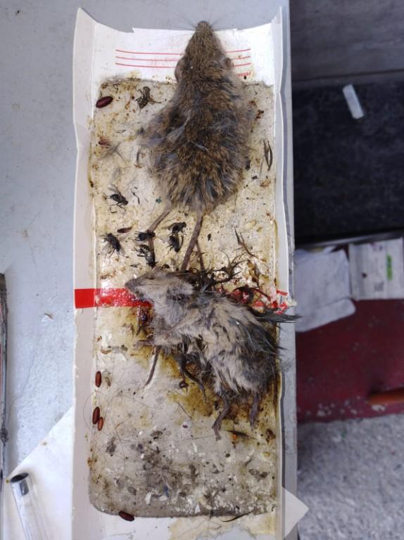 Fumigaciones y Control de Plagas LIBERTY en Ecatepec - Imagen 6