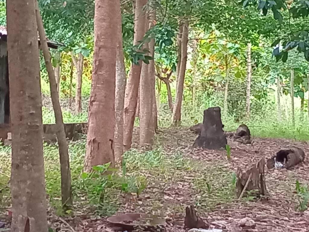 A vendre terrain HEVÉAS TOUMODI en Côte d’Ivoire - Photo 1