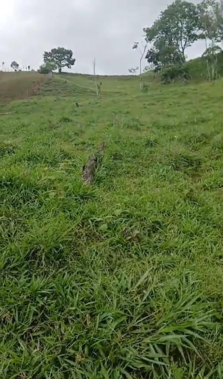 BELLA FINCA EN JAVILLOS, BUENOS AIRES, PUNTARENAS. en Costa Rica - Imagen 5