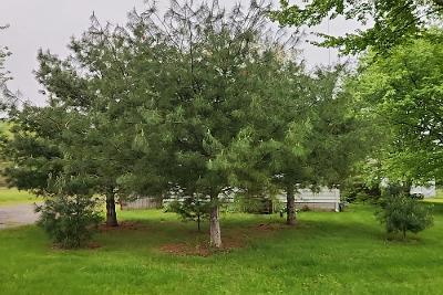 Chestnut Ridge Rd in Parma - Image 1