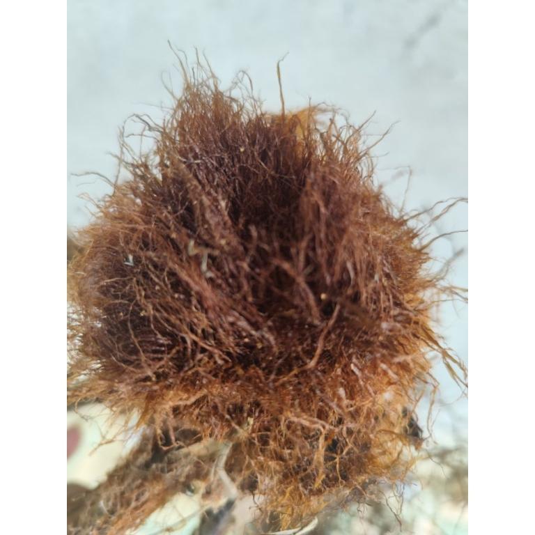 Dwarf brown culi tubers (customers can't order ac support shop) in Bishan - Image 1