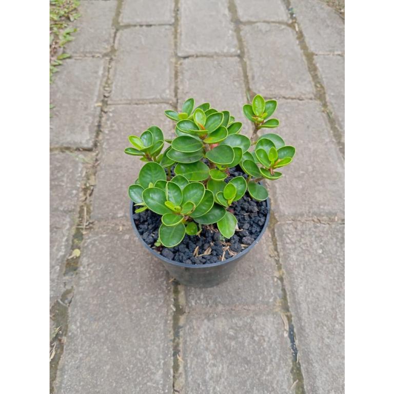 Ficus Microcarpa 'Dollar': Compact Bonsai-Style Tree with … in North-Eastern Islands - Image 1