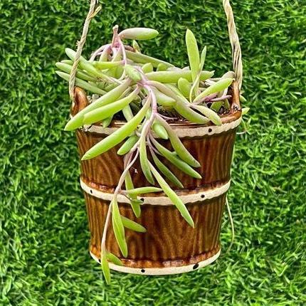 Brown Bucket Ceramic Pot in Novena - Image 1