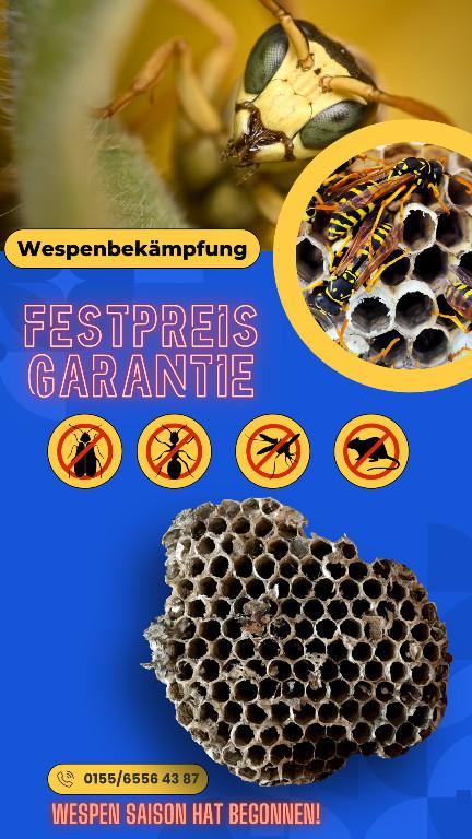 Leerix Schädlingsbekämpfung in Erkrath - Bild 2
