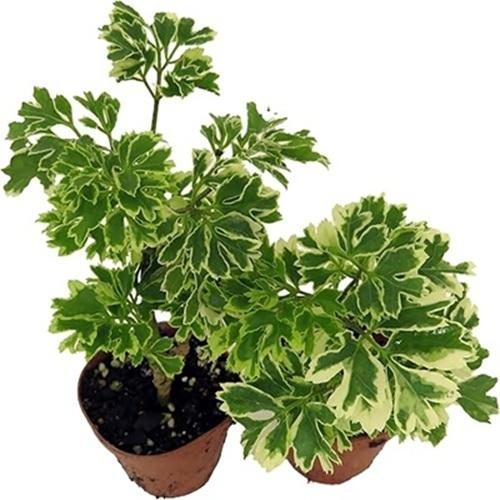 Polyscias Fruticosa Snowflake Tropical Fresh Live Plant – … in Novena - Image 1