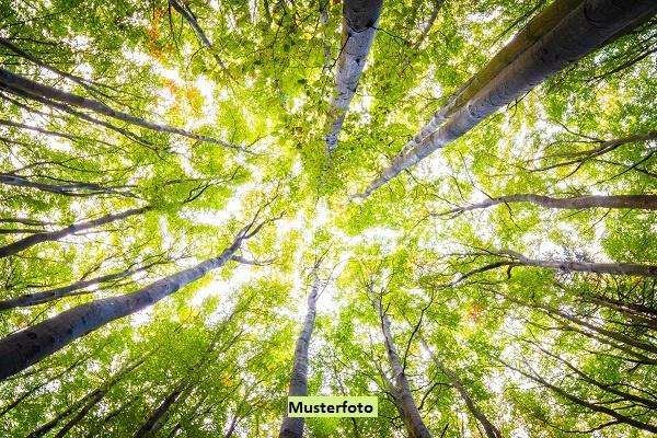Waldfläche in Zossen - Bild 1