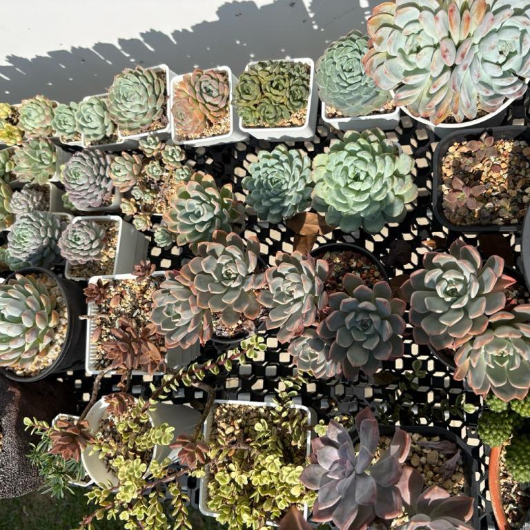Succulent Blind Box Random Pick 多肉盲盒 5 pcs in Johor Bahru - Image 1