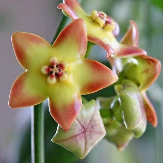 Hoya CV Ruthie - (real plant) in Petaling Jaya - Image 1