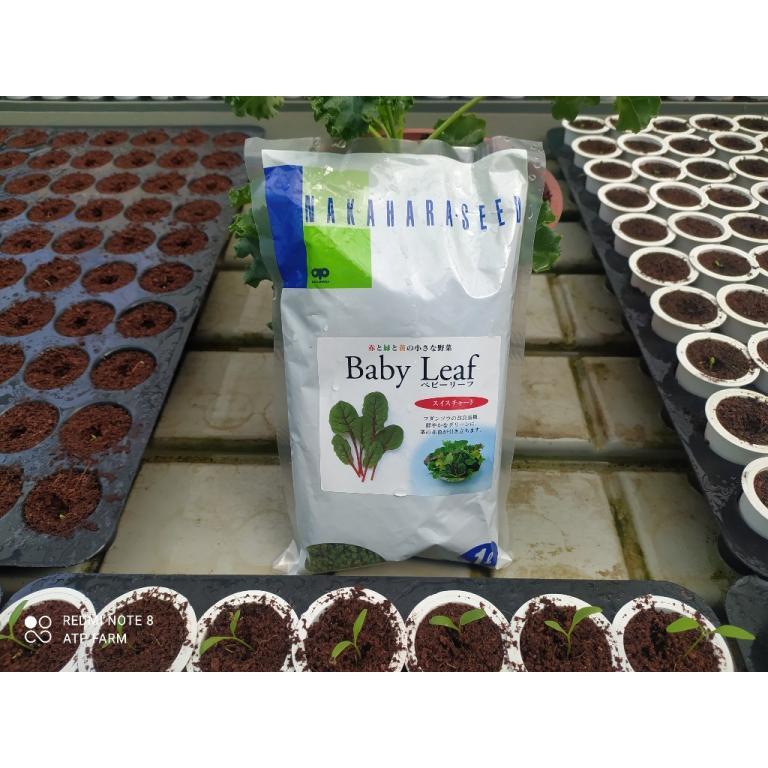ATP Farm - TASOI BABYLEAF ROSE Mustard Seeds - Japan in Taman Johor Jaya - Image 1