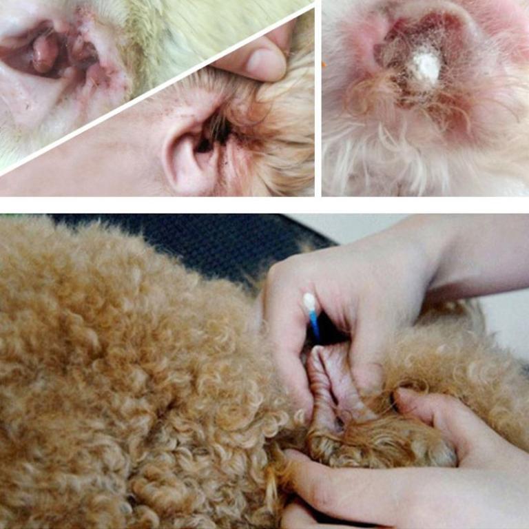 Pet Clean Ear Powder Cat Dog Grooming Ear Canal Clean … in Mandai - Image 1