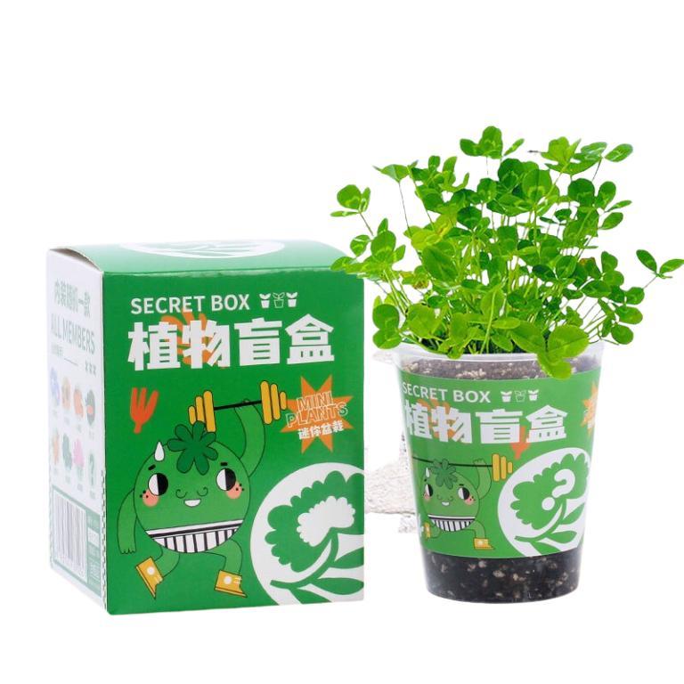 SG Local Blind Box DIY Mini Plant Kit for Kids random Box … in North-Eastern Islands - Image 1