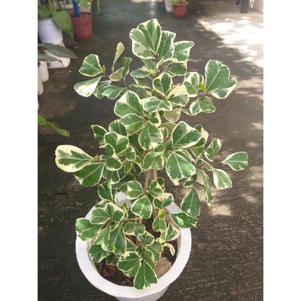 Triangularis/established/potted in North-Eastern Islands - Image 1
