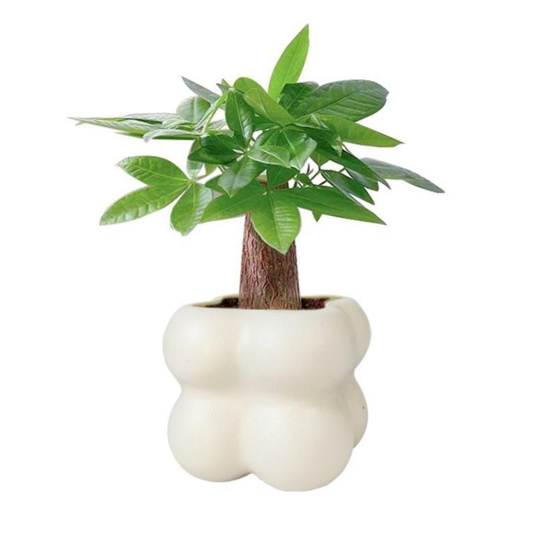 [Four-Piece Set] Money Tree/ Lucky Bamboo/ Nine-Li Incense/ … in Toa Payoh - Image 1