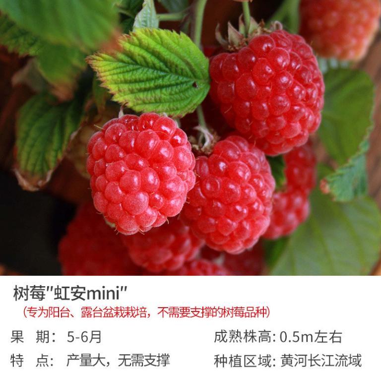 Double Season Raspberry Raspberry Seedling Raspberry … in Toa Payoh - Image 1