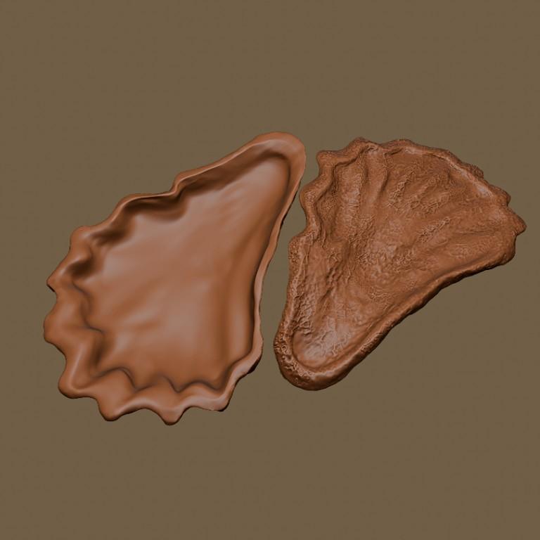 Oyster Shell Vol. 5 - High-Detail 3D Printable Organic Model in India - Image 7
