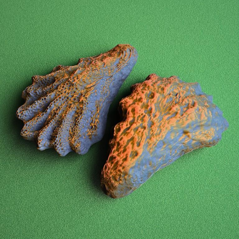 Oyster Shell Vol. 5 - High-Detail 3D Printable Organic Model in India - Image 5