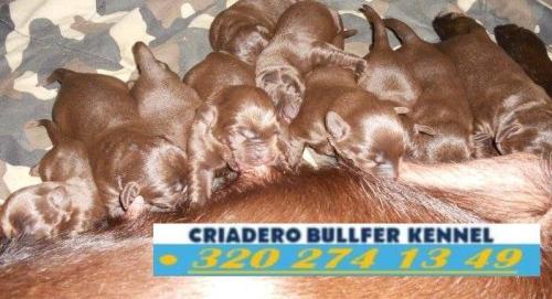 ADIESTRAMIENTO CANINO / LABRADOR CHOCOLATE CACHORROS en Bogotá - Imagen 1