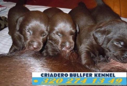 ADIESTRAMIENTO CANINO / LABRADOR CHOCOLATE CACHORROS en Bogotá - Imagen 2