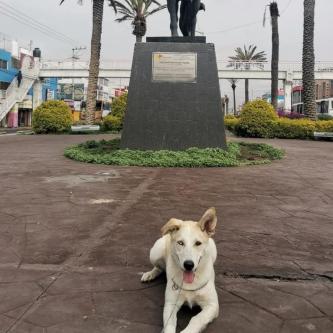 ADIESTRAMIENTO CANINO en Sector Popular - Imagen 6
