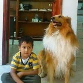 ADIESTRAMIENTO CANINO en Sector Popular - Imagen 8