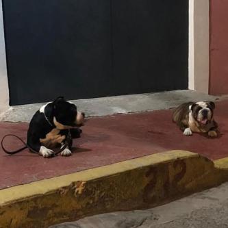ADIESTRAMIENTO CANINO en Sector Popular - Imagen 9
