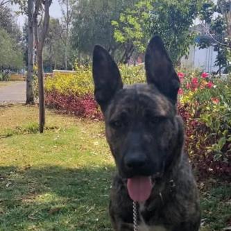 ADIESTRAMIENTO CANINO en Sector Popular - Imagen 9
