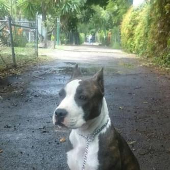 ADIESTRAMIENTO CANINO en Sector Popular - Imagen 2